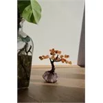 bonsai agata corniola