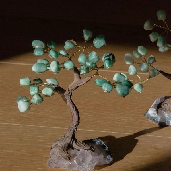 bonsai avventurina