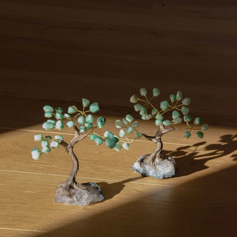 bonsai avventurina