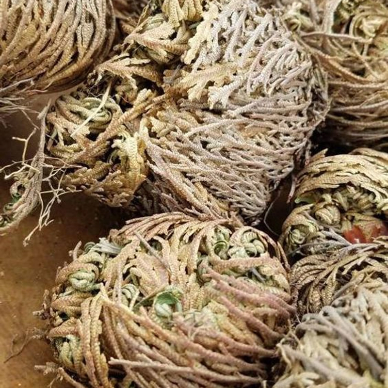 Rosa di Gerico - pianta della resurrezione