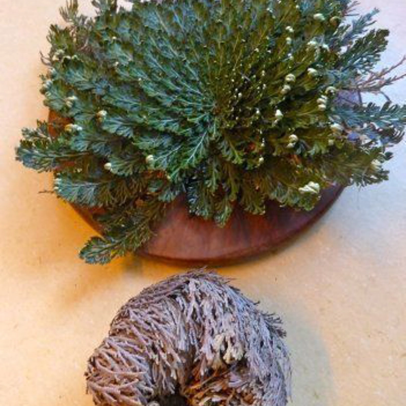 Rosa di Gerico - pianta della resurrezione