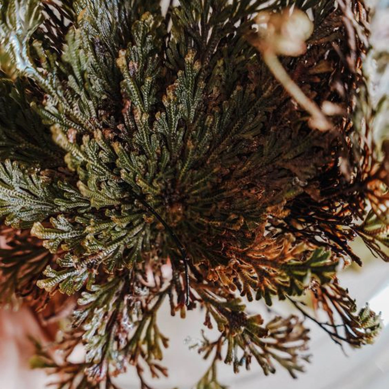 Rosa di Gerico - pianta della resurrezione