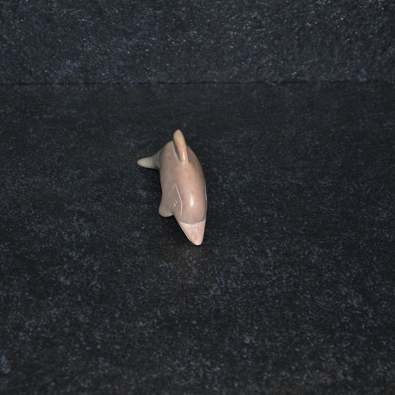 Delfino disteso